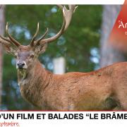 2015 balade brame du cerf.jpg