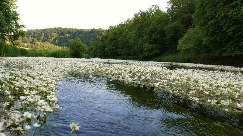 R. Coorevits - La semois a¦Ç hauteur du moulin Willaime- printemps.jpg