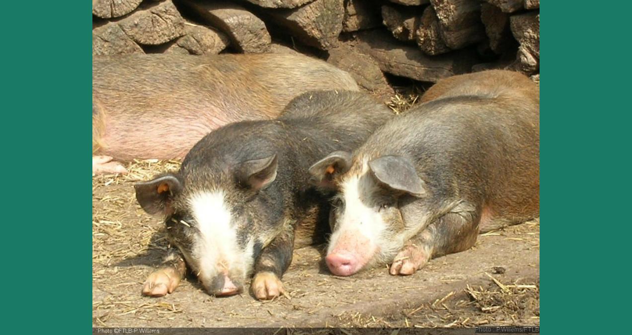 si_f6760054ba5d00c349789aeb5135b1fe.img