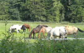 si_b63bb231f78ab5b6e3783265e8a8ccd9.img